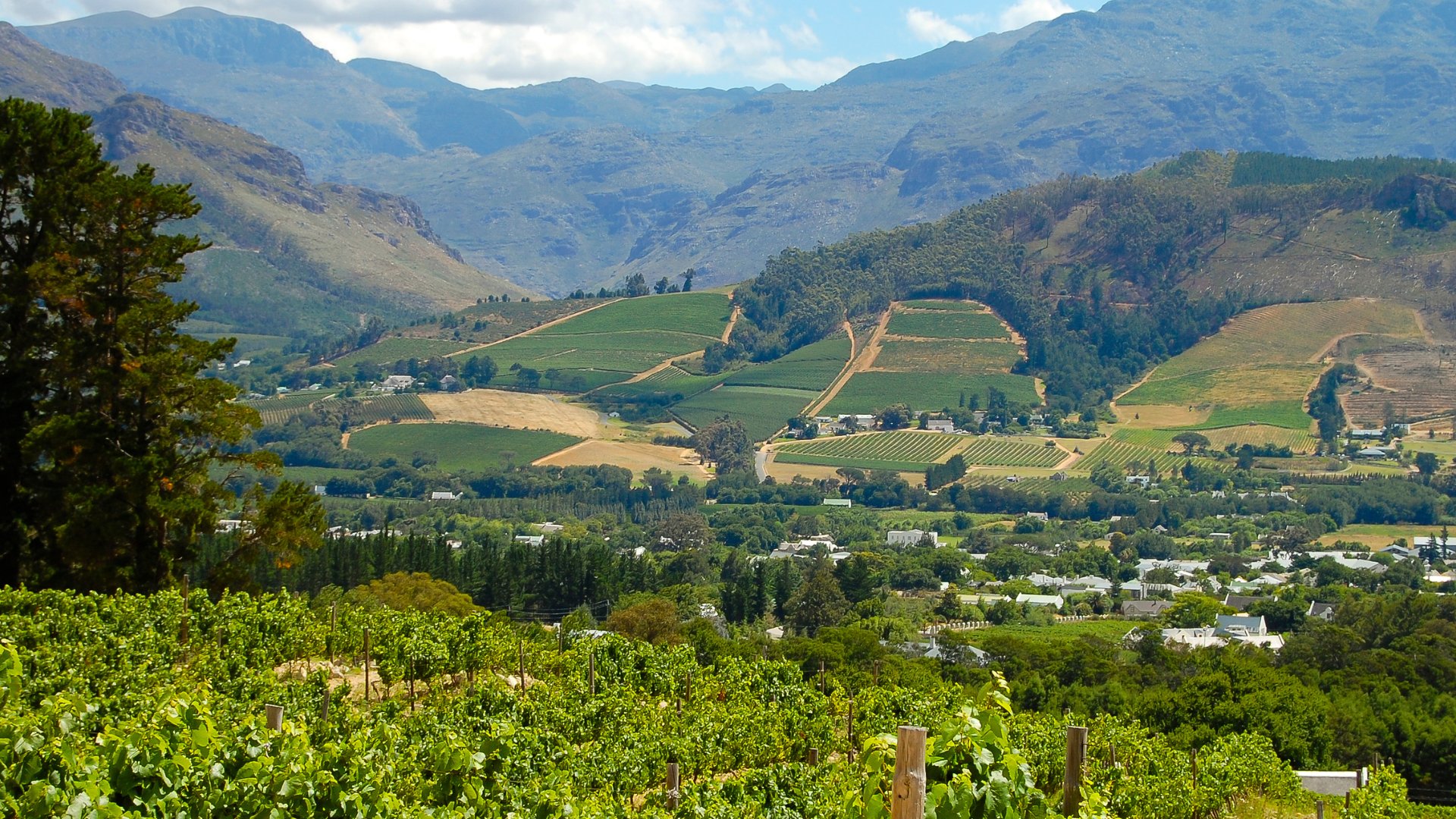 Cape Winelands valley with vineyards and mountains