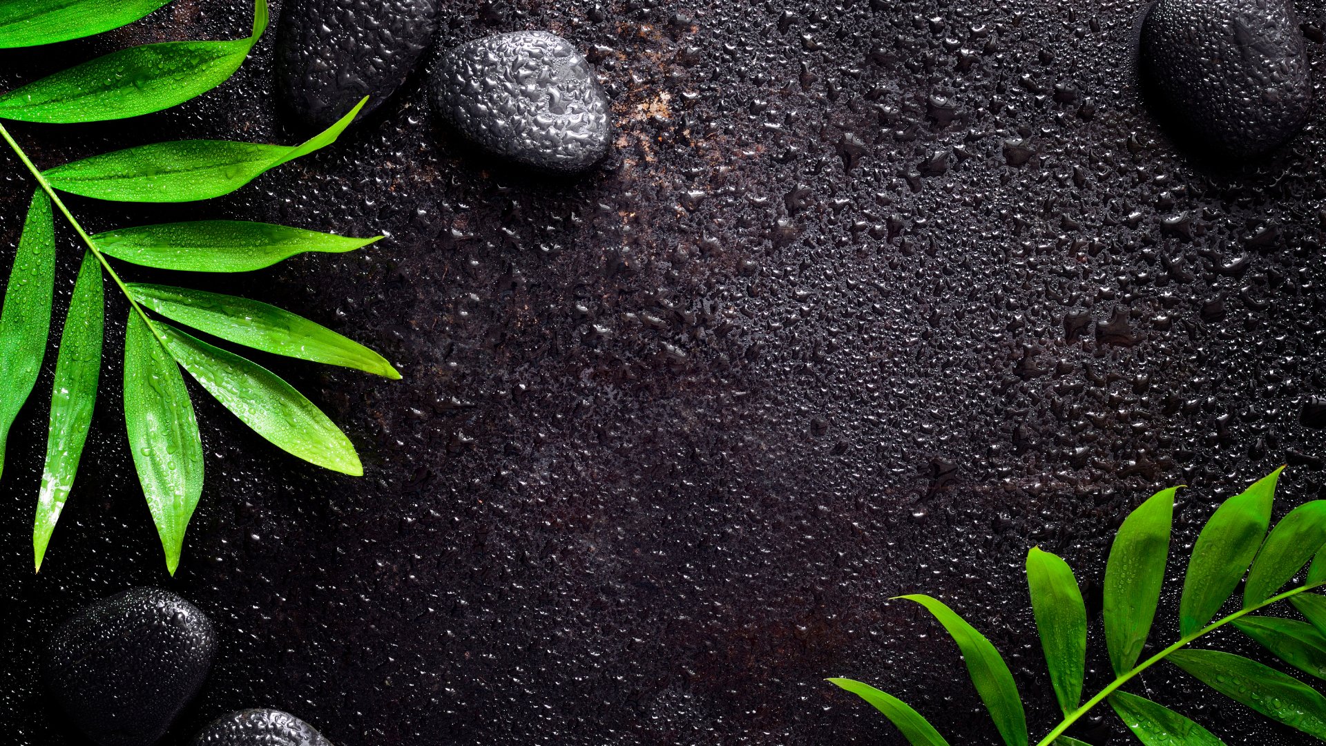 Wet black spa stones with fresh green botanical leaves